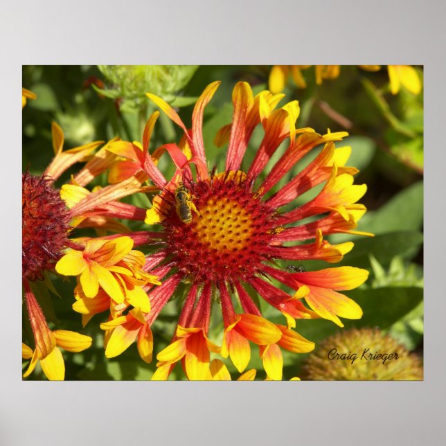 Poster Fanfare Gaillardia - Personalizado (Frente)