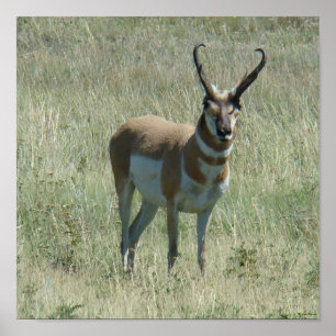 Póster Fanfarrão do antílope de A13 Pronghorn