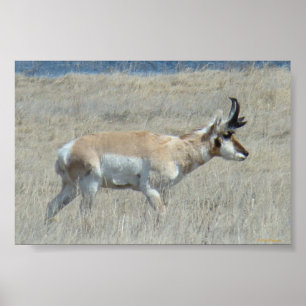 Póster Fanfarrão do antílope de A25 Pronghorn