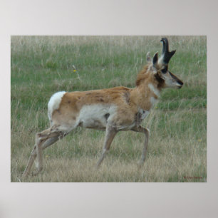 Póster Fanfarrão do antílope de A32 Pronghorn