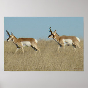 Póster Fanfarrões do antílope de A45 Pronghorn