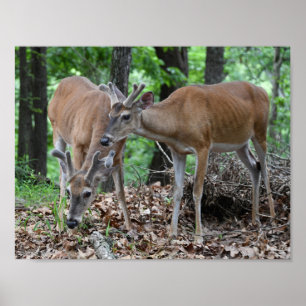 Poster Fanfarrões novos de cervos de Whitetail no veludo