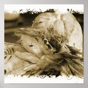 Poster Fantail Pigeon