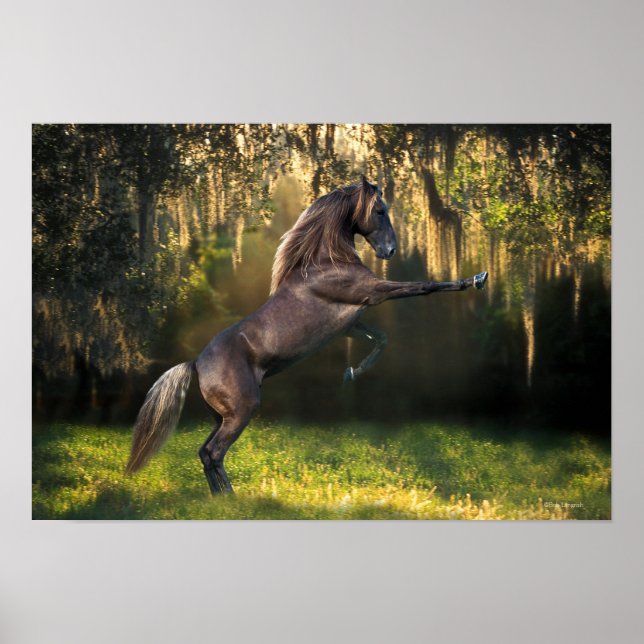 Poster Fantasy Horses: Príncipe Guerreiro (Frente)