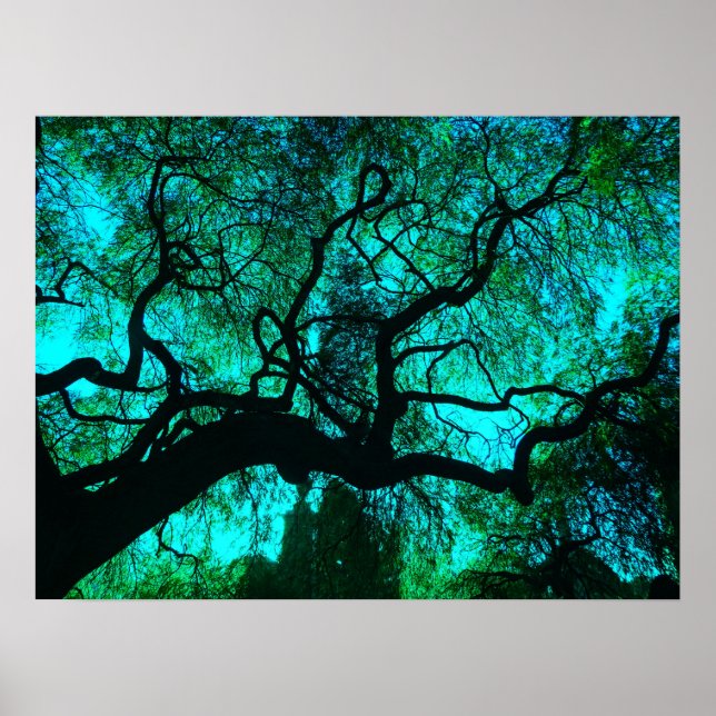 Poster Fantasy Turquoise Tree Silhouette (Frente)