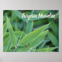 Fargesia murielae Bamboo para presente de jardinei