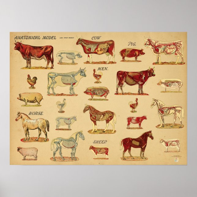 Poster Farm Animals Anatomy Atlas (Frente)