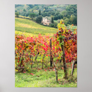 Poster Farm house and vineyard
