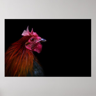 Poster Farms   Rooster Head Shot