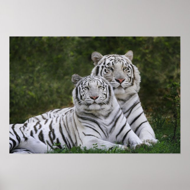 Póster Fase branca, Tigre de Bengala, Tigre (Frente)