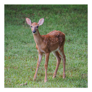 Póster Fawn