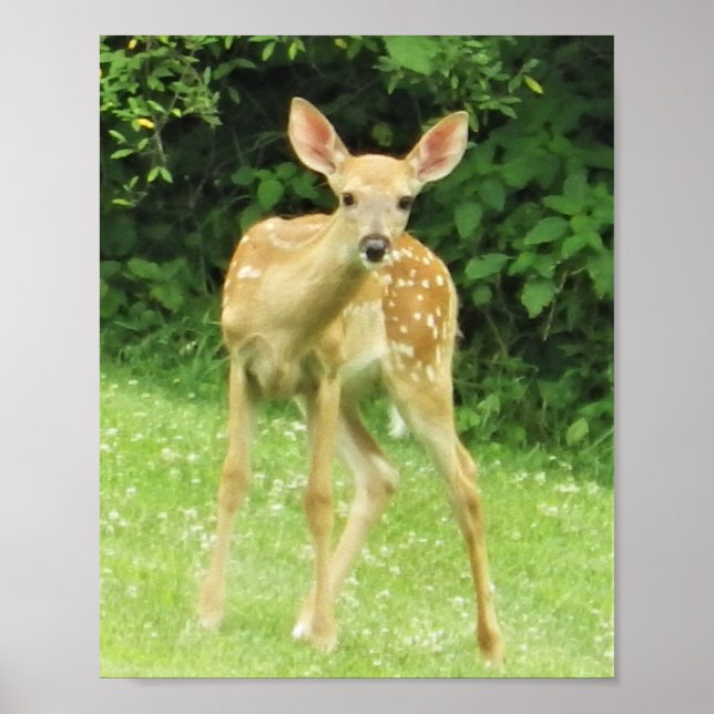 Poster Fawn (Frente)