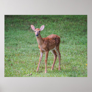 Poster Fawn