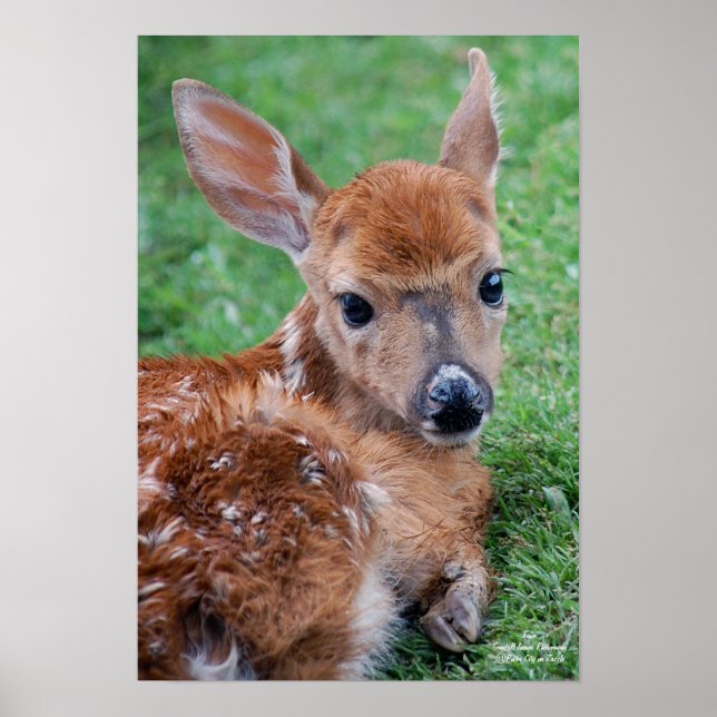 Póster Fawn (Frente)