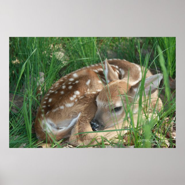 Póster Fawn 2009 (Frente)