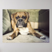 Fawn Boxer Pup