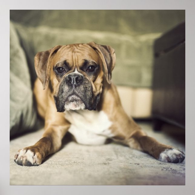 Poster Fawn Boxer Pup (Frente)