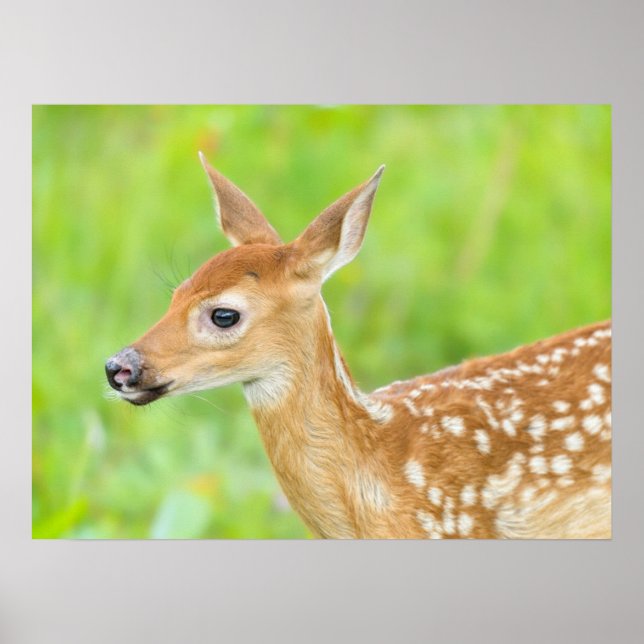 Poster Fawn De Veado Branco | Minnesota (Frente)