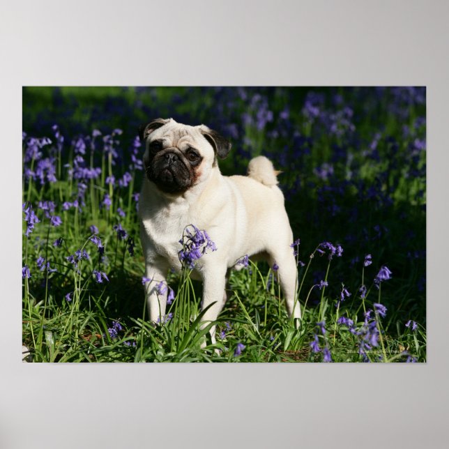Póster Fawn Pug em pé no Bluebells (Frente)