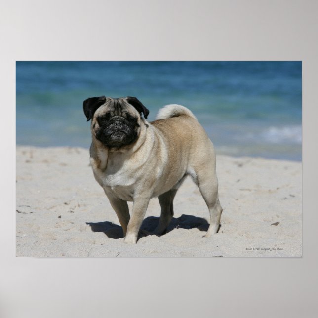 Póster Fawn Pug na praia (Frente)