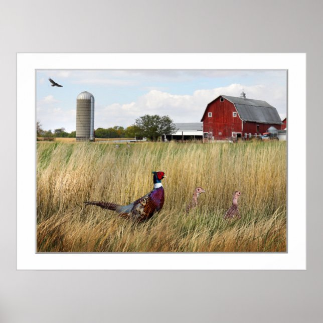 Póster Fazenda (Frente)