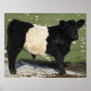 Poster Fazenda cercada lindo de Beltie do entalhe do boi