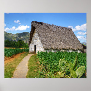 Poster Fazenda cubana do tabaco e casa de secagem