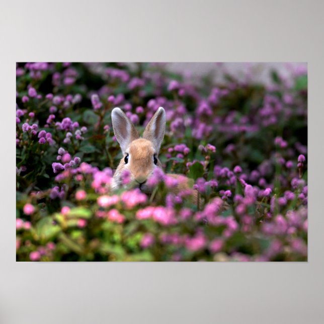 Poster Fazenda de coelhos (Frente)