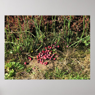 Poster Fazenda de Cranberry, Long Beach, Washington