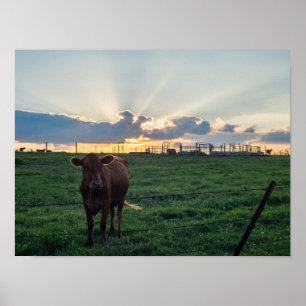 Poster Fazenda de gado Sunset