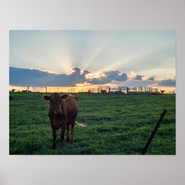 Poster Fazenda de gado Sunset (Frente)