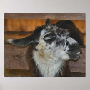 Poster Fazenda De Lama Preta E Branca