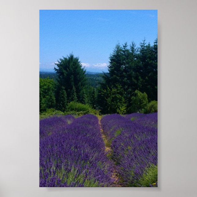 Poster Fazenda de Lavanda (Frente)