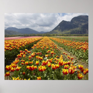 Poster Fazenda de Tulipas perto de Agassiz, Colúmbia Brit