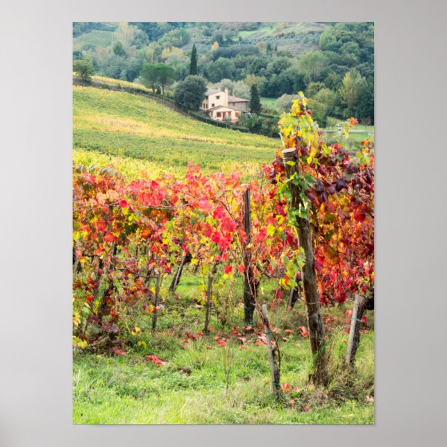 Poster Fazenda e vinha (Frente)