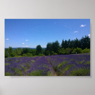 Poster Fazenda lavanda