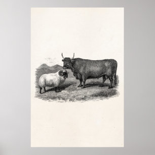Póster Fazenda retro da ilustração dos carneiros de Bul