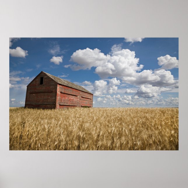 Poster Fazendas | Velho Red Barn no Campo de Trigo (Frente)