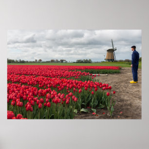 Poster Fazendeiro inspecionando suas tulipas e moinho de