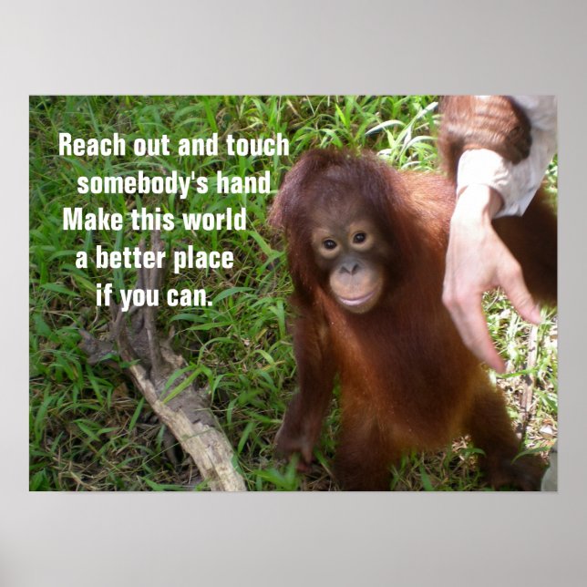 Poster Fazeres Amigos Orangutan Wildlife (Frente)