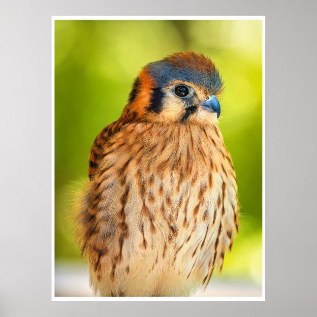 Poster Feathered Ember: The Watchful Kestrel (Frente)