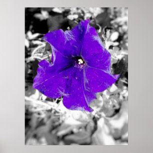 Poster Febre púrpura