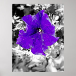 Poster Febre púrpura