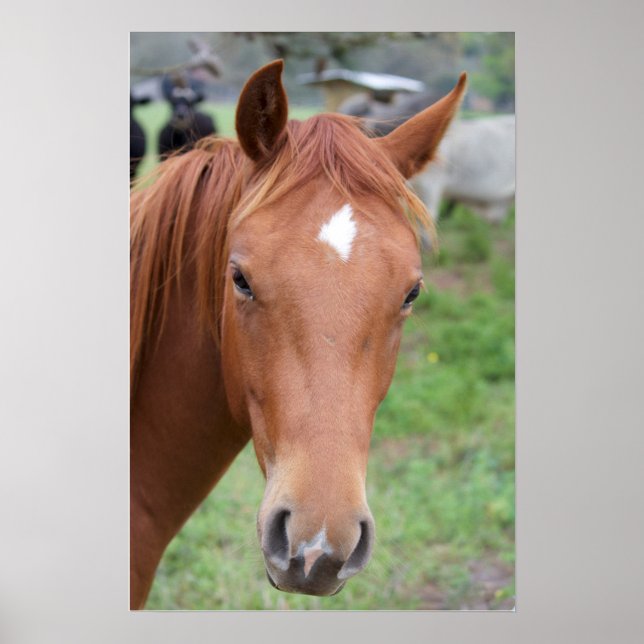 Poster Fechamento de Cavalo Marrom Alerta (Frente)