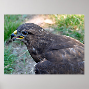 Poster Fechamento de Harris Hawk visto de cima do Cartão-