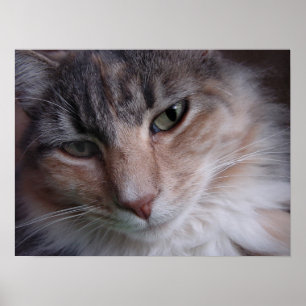 Póster Fechamento de Lulu