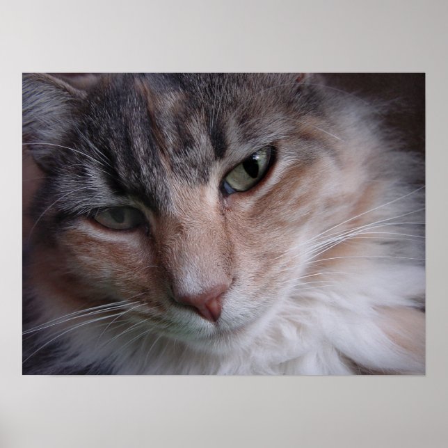 Póster Fechamento de Lulu (Frente)