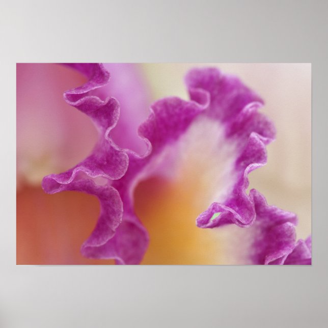 Póster Fechamento de orquídea híbrido, Delray Beach, Flor (Frente)