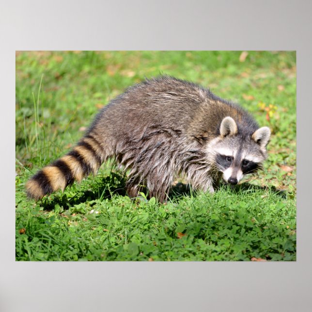 Poster Fechamento de Raccoon (Frente)