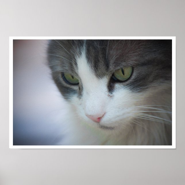 Póster Fechamento de Tabby e White Cat (Frente)